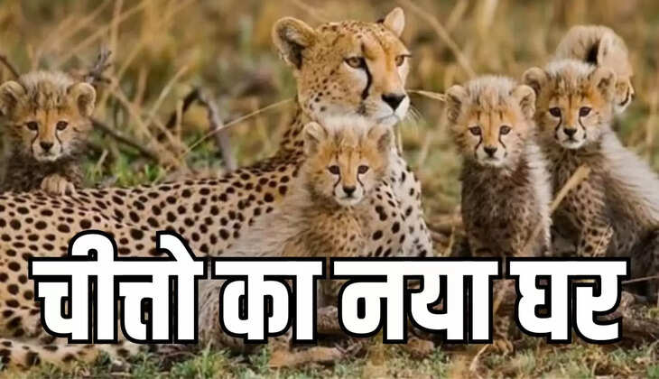 मंदसौर का गांधीसागर अभयारण्य