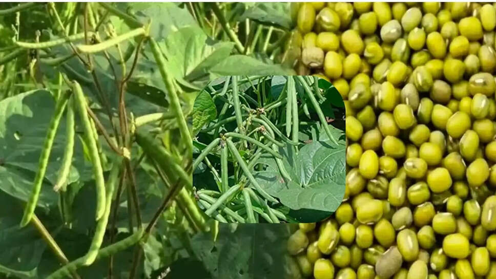 new variety of moong