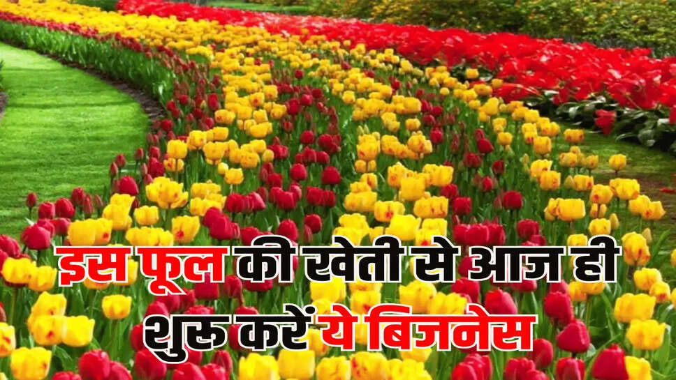 इस फूल की खेती से आज ही शुरू करें ये बिजनेस