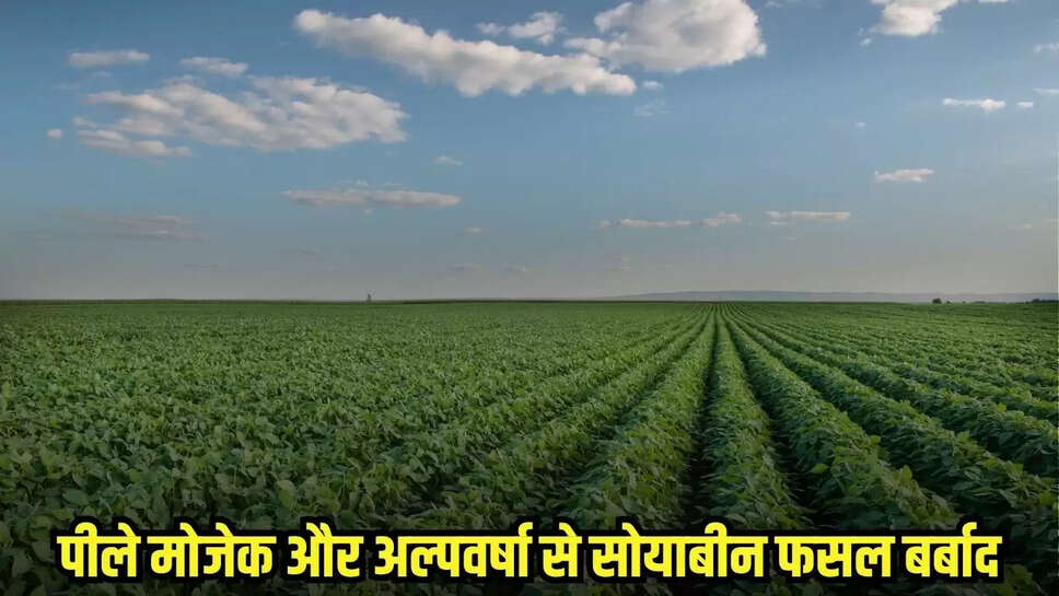 Mandsaur News