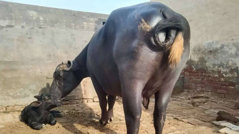 प्रसव के बाद कैसे ध्यान रखें पशु का