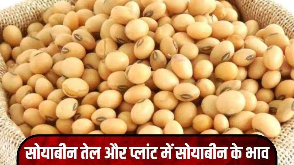  सोयाबीन भाव 