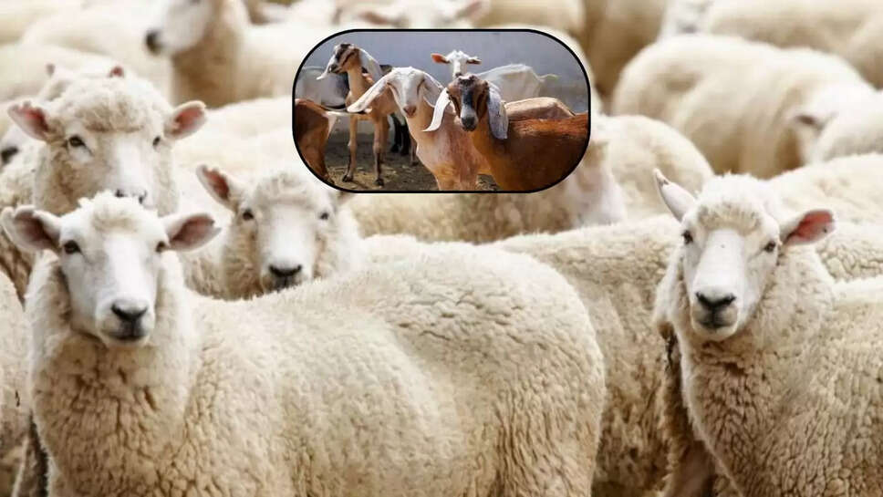  भेड़ बकरियों