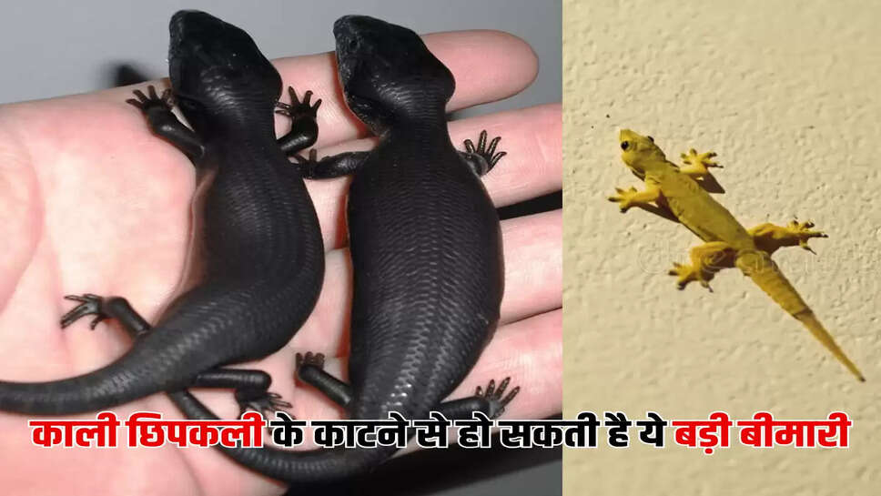 काली छिपकली के काटने से हो सकती है ये बड़ी बीमारी