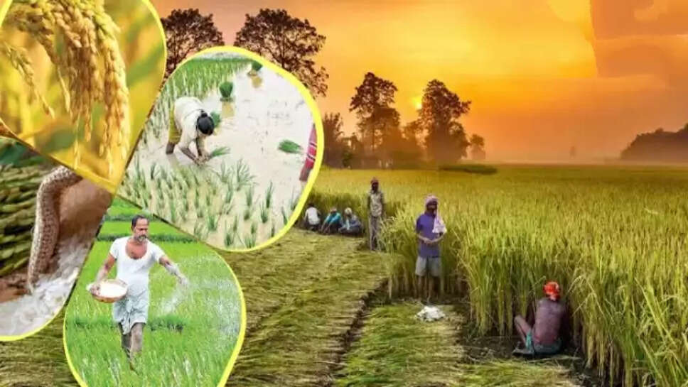 Paddy Farming