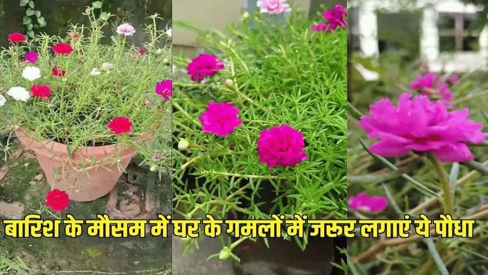 बारिश के मौसम में घर के गमलों में जरूर लगाएं ये पौधा