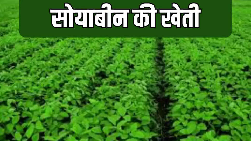सोयाबीन से किसानों का मोहभंग