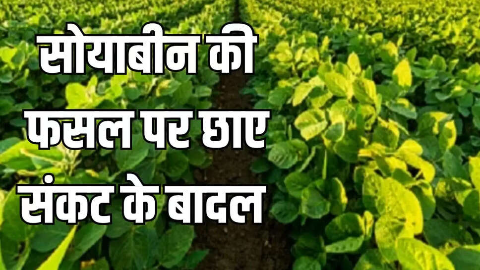 सोयाबीन की फसल
