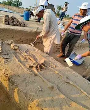 skelton 2