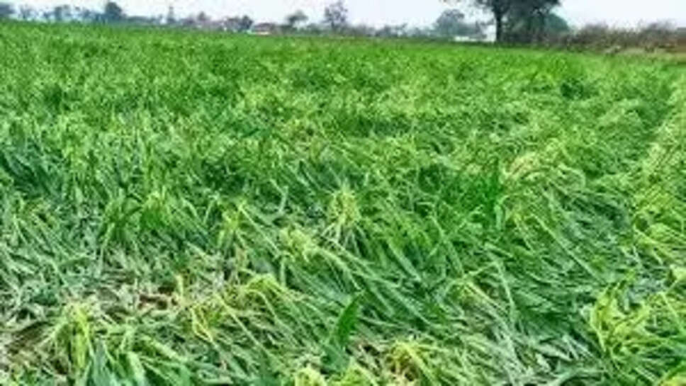 farmer 