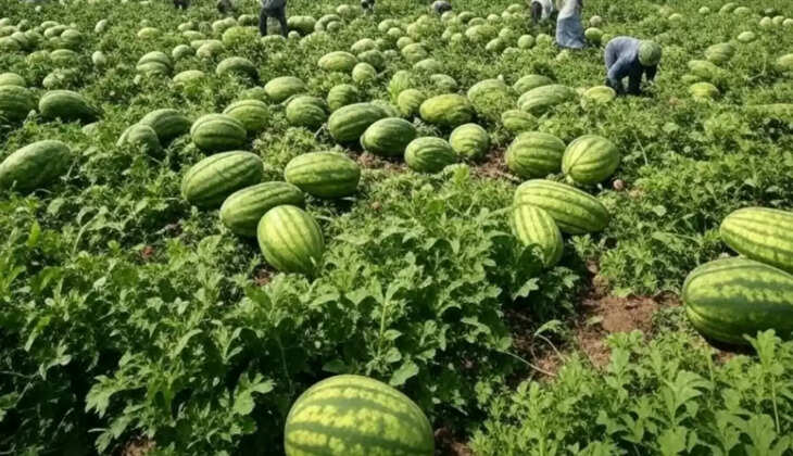 watermelon and melon crops