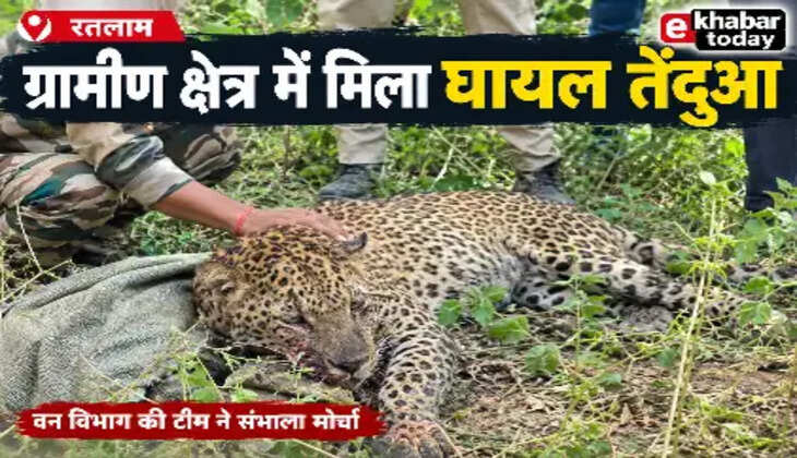 leopard