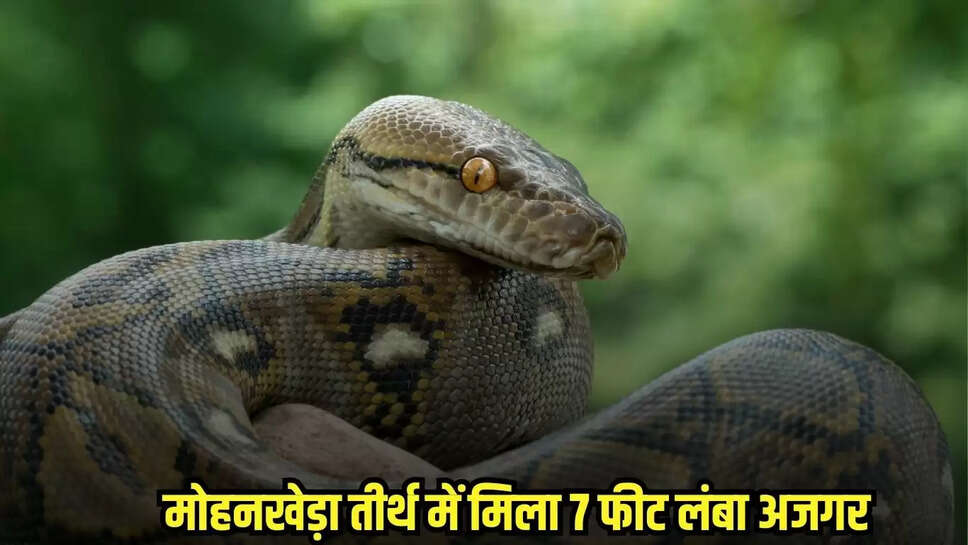 Dhaar News