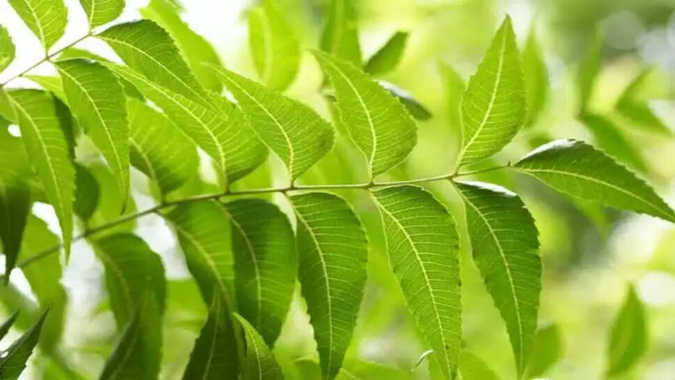 Neem benefits 