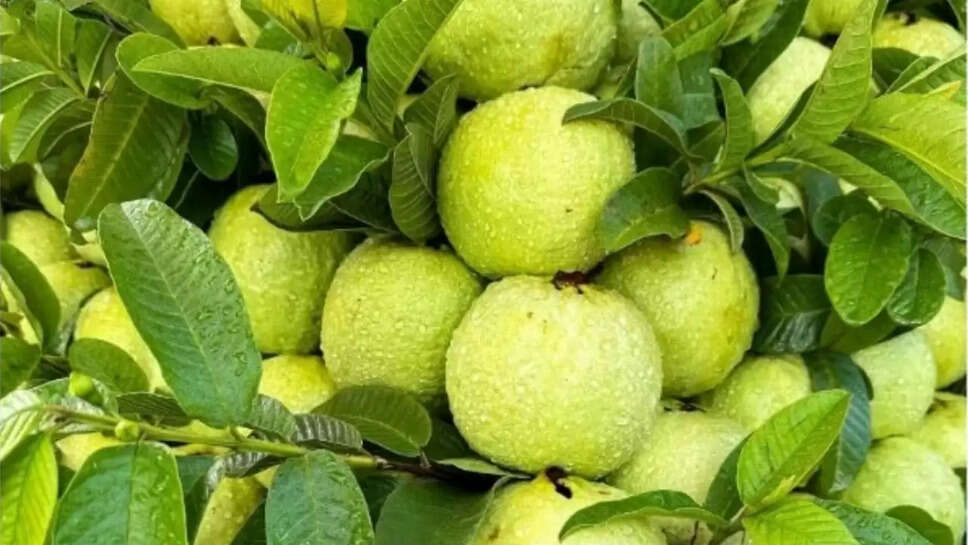 अमरूद और अमरूद के पत्तों का सेवन
