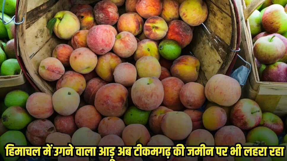 Tikamgarh News