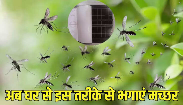 अब घर से इस तरीके से भगाएं मच्छर