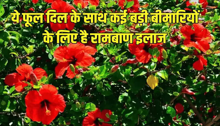ये फूल दिल के साथ कई बड़ी बीमारियों के लिए है रामबाण इलाज