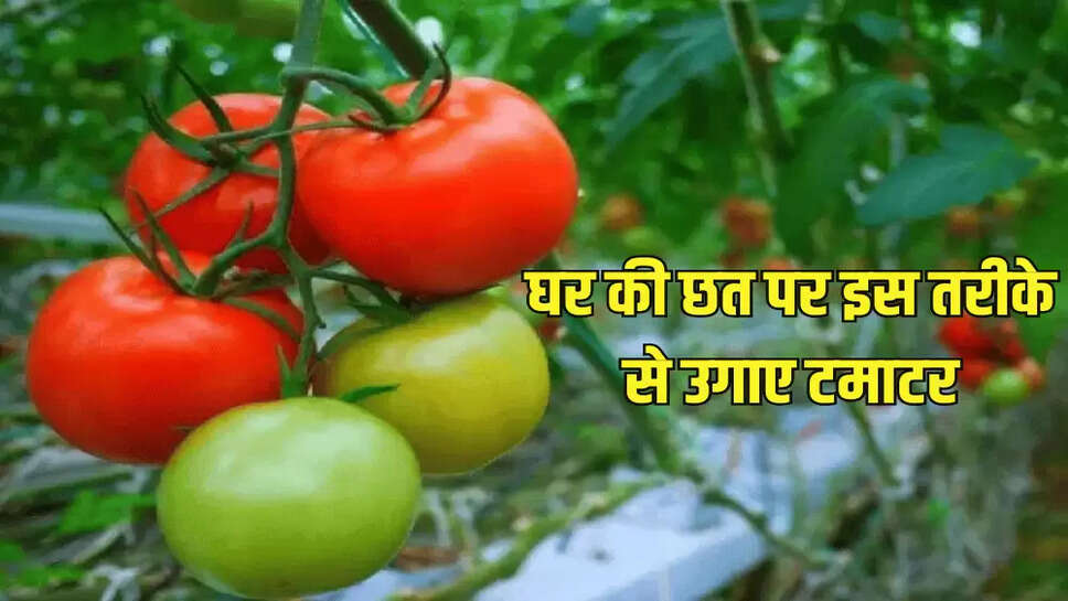 घर की छत पर इस तरीके से उगाए टमाटर