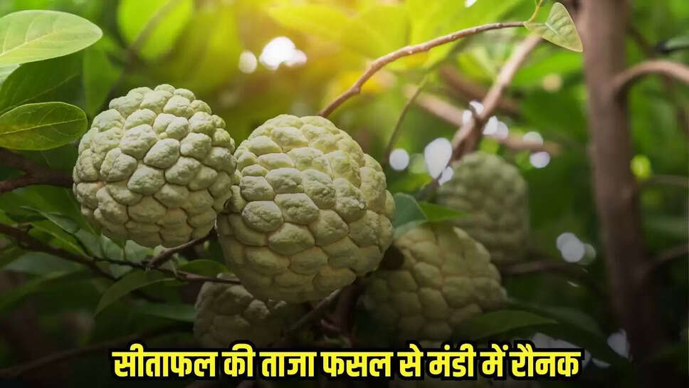 Dhaar news, MP news,