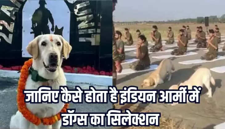 इंडियन आर्मी के डॉग्स 