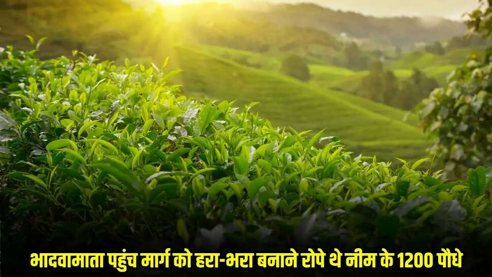 Mandsaur News