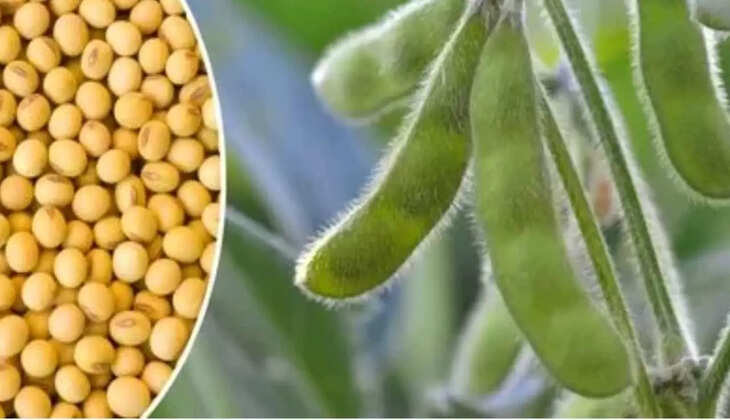 Soybean prices 