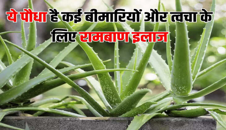 ये पौधा है कई बीमारियों और त्वचा के लिए रामबाण इलाज