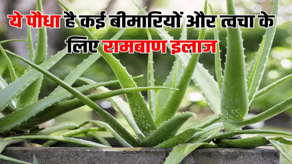 ये पौधा है कई बीमारियों और त्वचा के लिए रामबाण इलाज