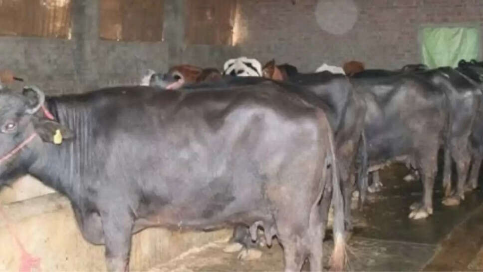 गाय-भैंसों की सरोगेसी,