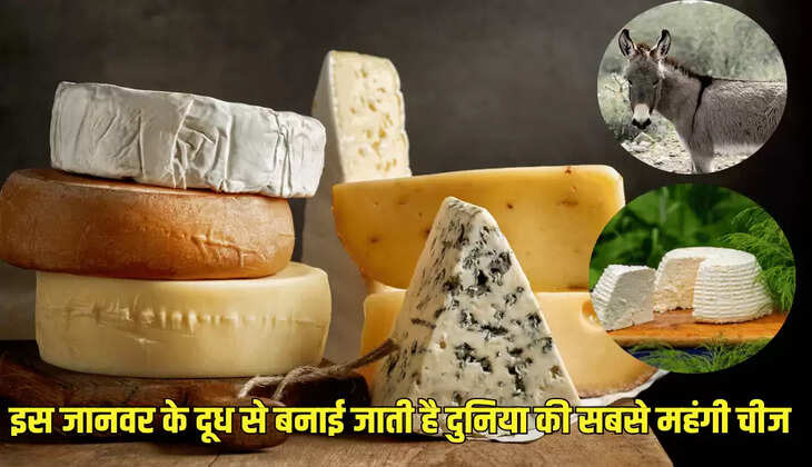 इस जानवर के दूध से बनाई जाती है दुनिया की सबसे महंगी चीज