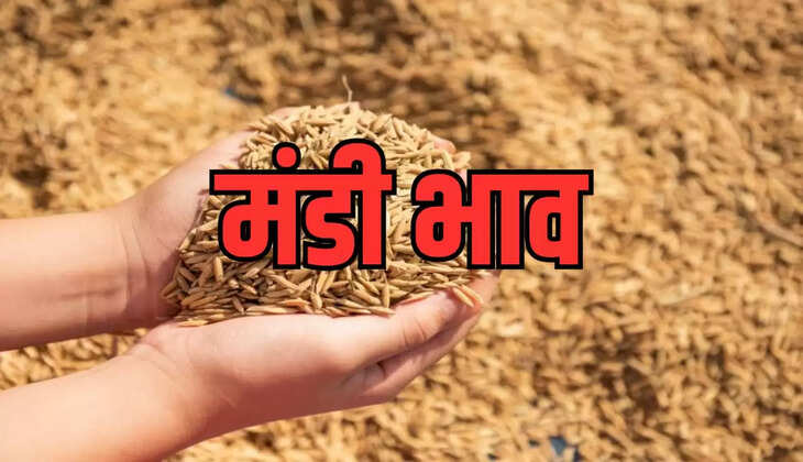  चावल में गिरावट, &nbsp;उड़द, तूवर, चना 