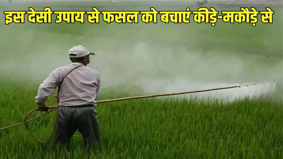 इस देसी उपाय से फसल को बचाएं कीड़े-मकौड़े से