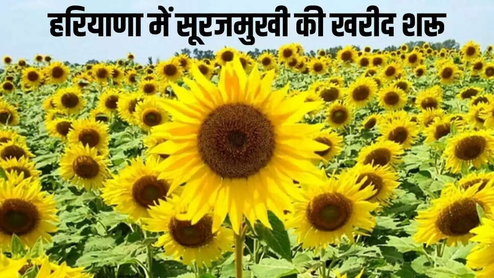हरियाणा की मंडियों में सूरजमुखी