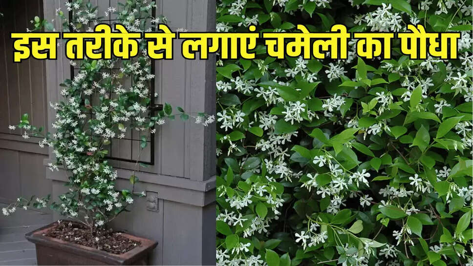 इस तरीके से लगाएं चमेली का पौधा