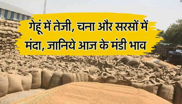 मंडी के ताजा भाव
