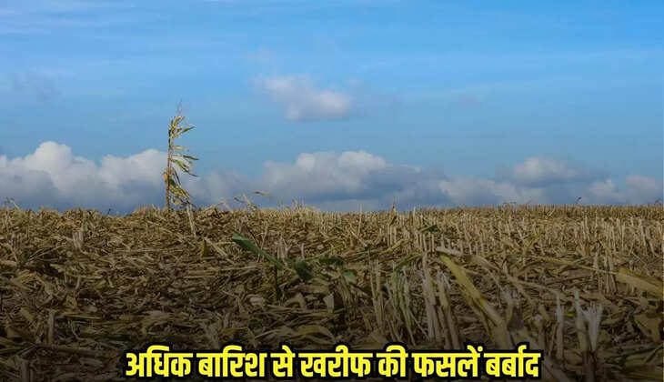 अधिक बारिश से खरीफ की फसलें बर्बाद