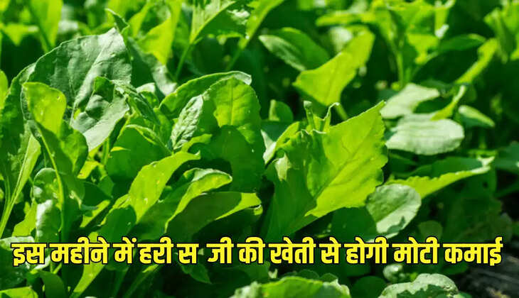 इस महीने में हरी सब्जी की खेती से होगी मोटी कमाई
