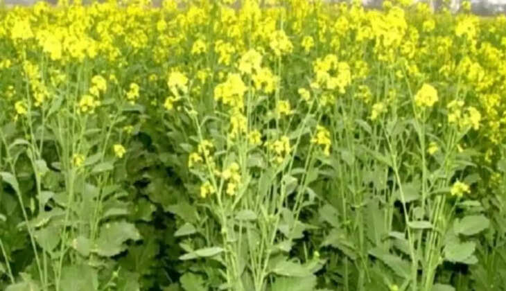 सरसों की बिजाई 