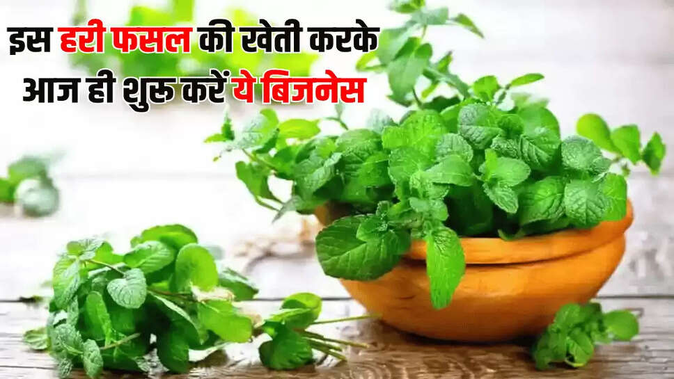 इस हरी फसल की खेती करके आज ही शुरू करें ये बिजनेस