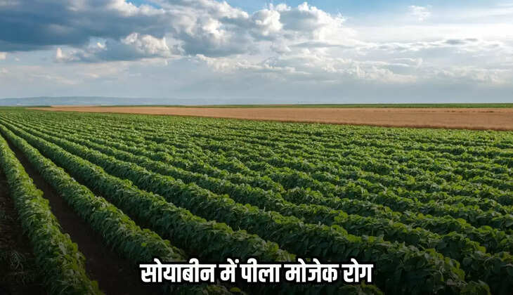 Chhatarpur news, MP news,