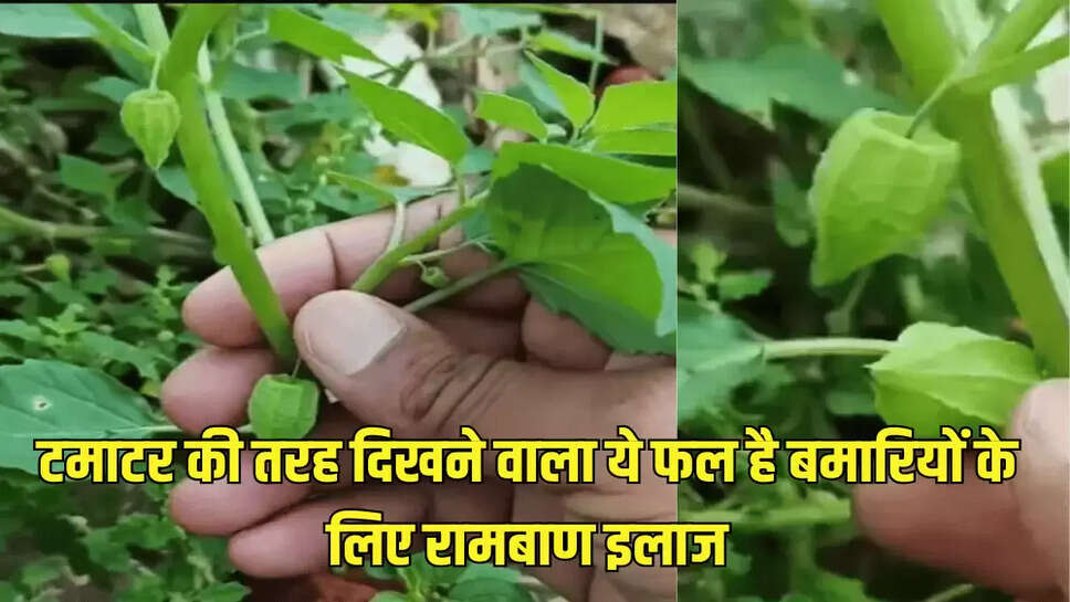 टमाटर की तरह दिखने वाला ये फल है बमारियों के लिए रामबाण इलाज