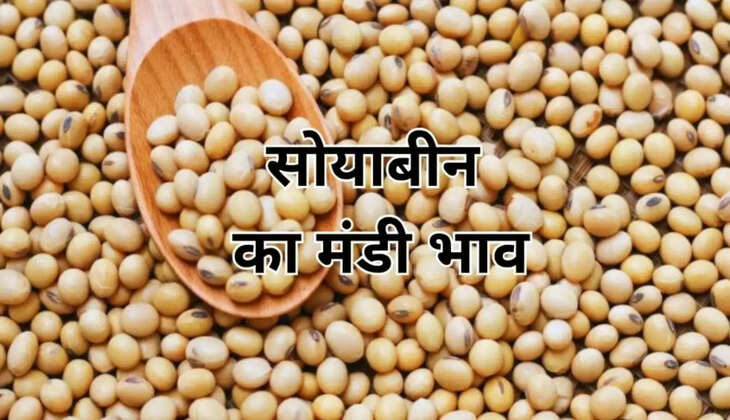  सोयाबीन के भाव