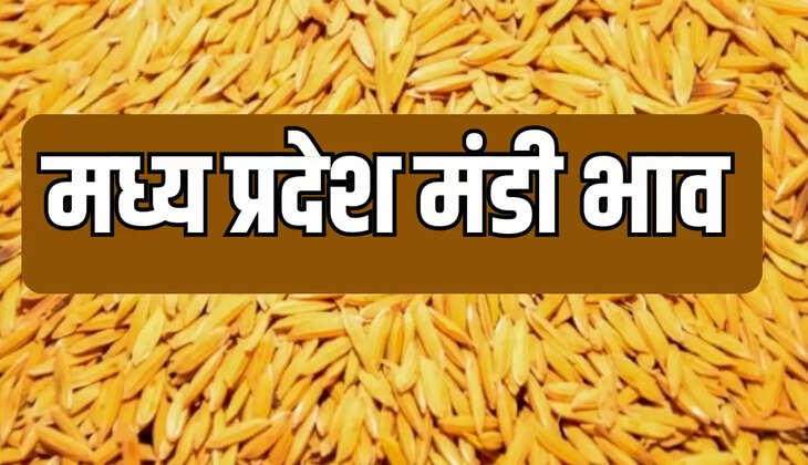 Today mandi bhav