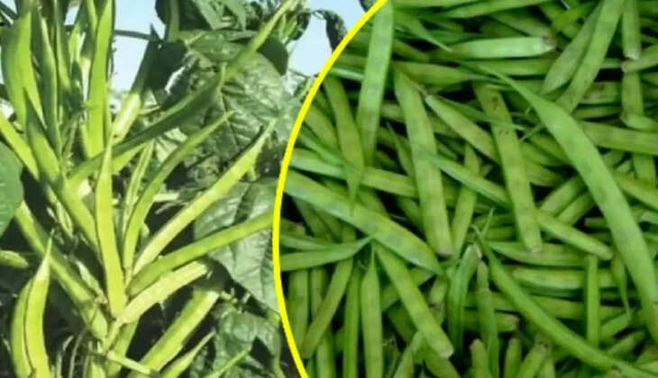 ग्वार की फसल