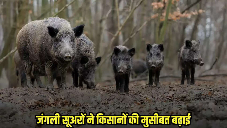 Burhanpur News