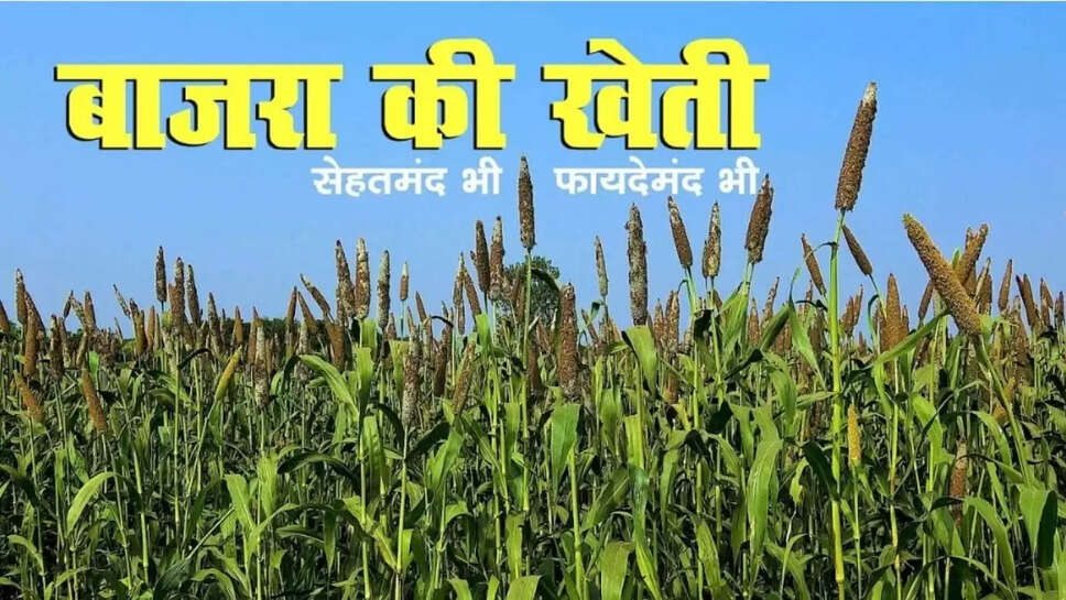 बाजरे की नई किस्म