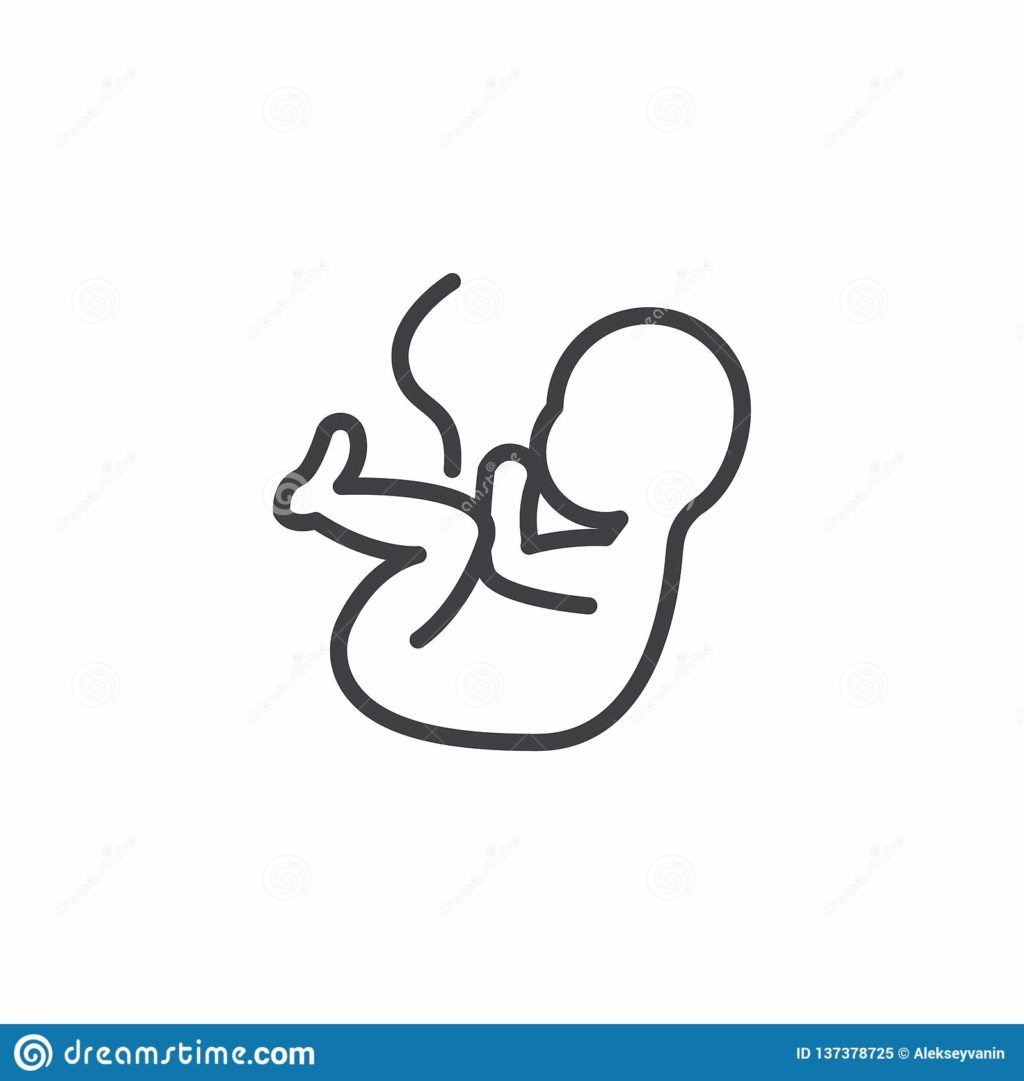 human fetus