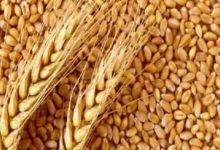 Mp wheat parchse