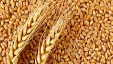 Mp wheat parchse